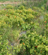 Chilli Tabasco - Capsicum frutescens - semena - 7 ks