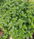 Máta peprná - Mentha piperita - semena - 0,1 g