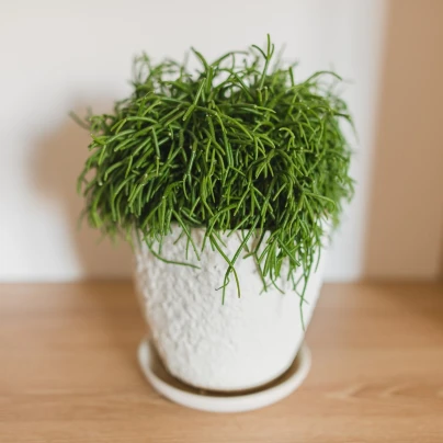 Velikonoční kaktus - Rhipsalis - semena - 5 ks