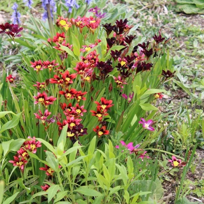 Dřípulka - Sparaxis - cibuloviny - 8 ks