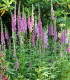 Náprstník červený - Digitalis purpurea - semena - 400 ks