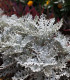 Starček přímořský - Cineraria maritima - semena - 300 ks
