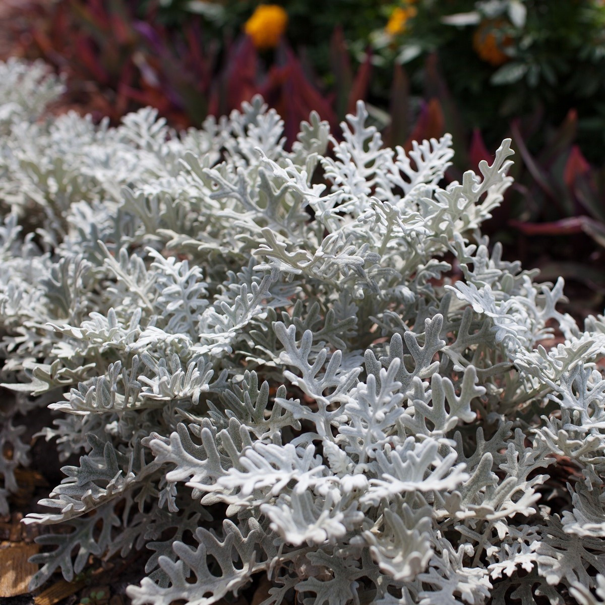 Starček přímořský - Cineraria maritima - semena - 300 ks