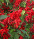 Šalvěj zářivá - Salvia splendens - semena - 40 ks