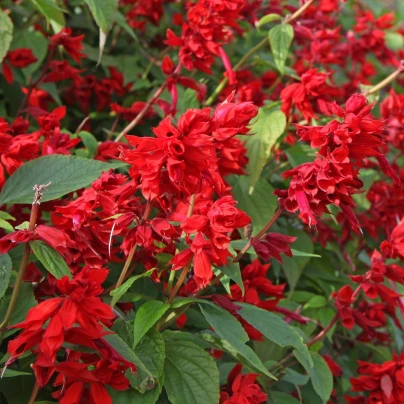 Šalvěj zářivá - Salvia splendens - semena - 40 ks
