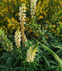 Lupina Kronleuchter - Vlčí bob - Lupinus polyphyllus - semena - 40 ks