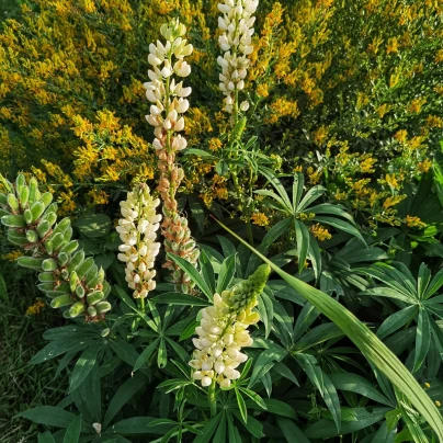 Lupina Kronleuchter - Vlčí bob - Lupinus polyphyllus - semena - 40 ks