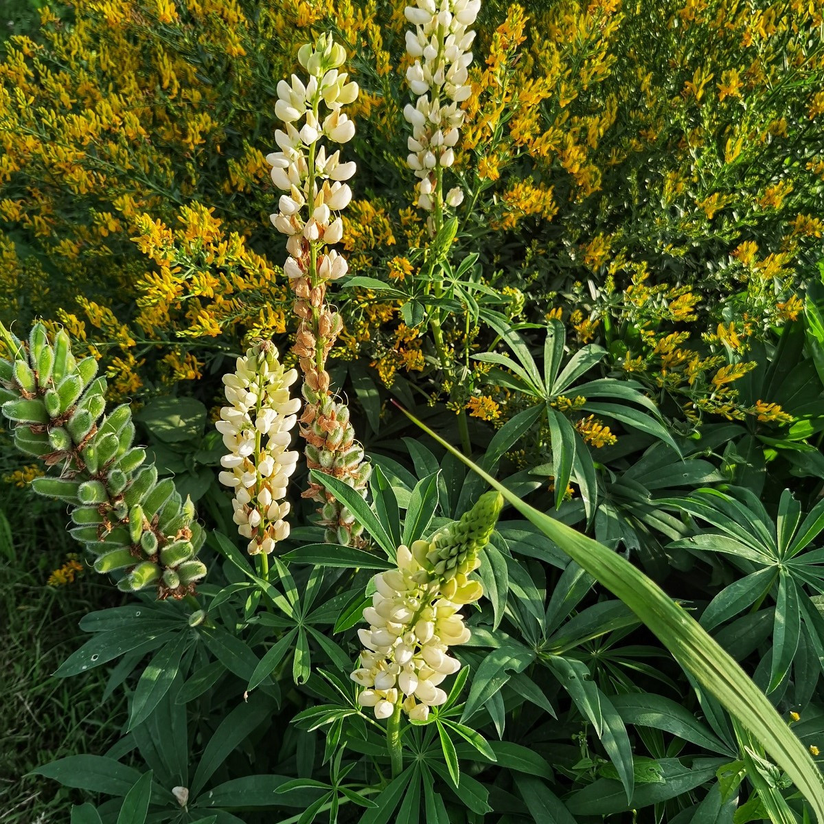 Lupina Kronleuchter - Vlčí bob - Lupinus polyphyllus - semena - 40 ks