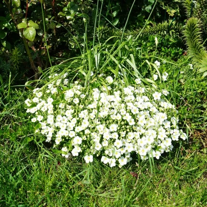 Písečnice horská Blizzard Compact - Arenaria montana - semena - 20 ks