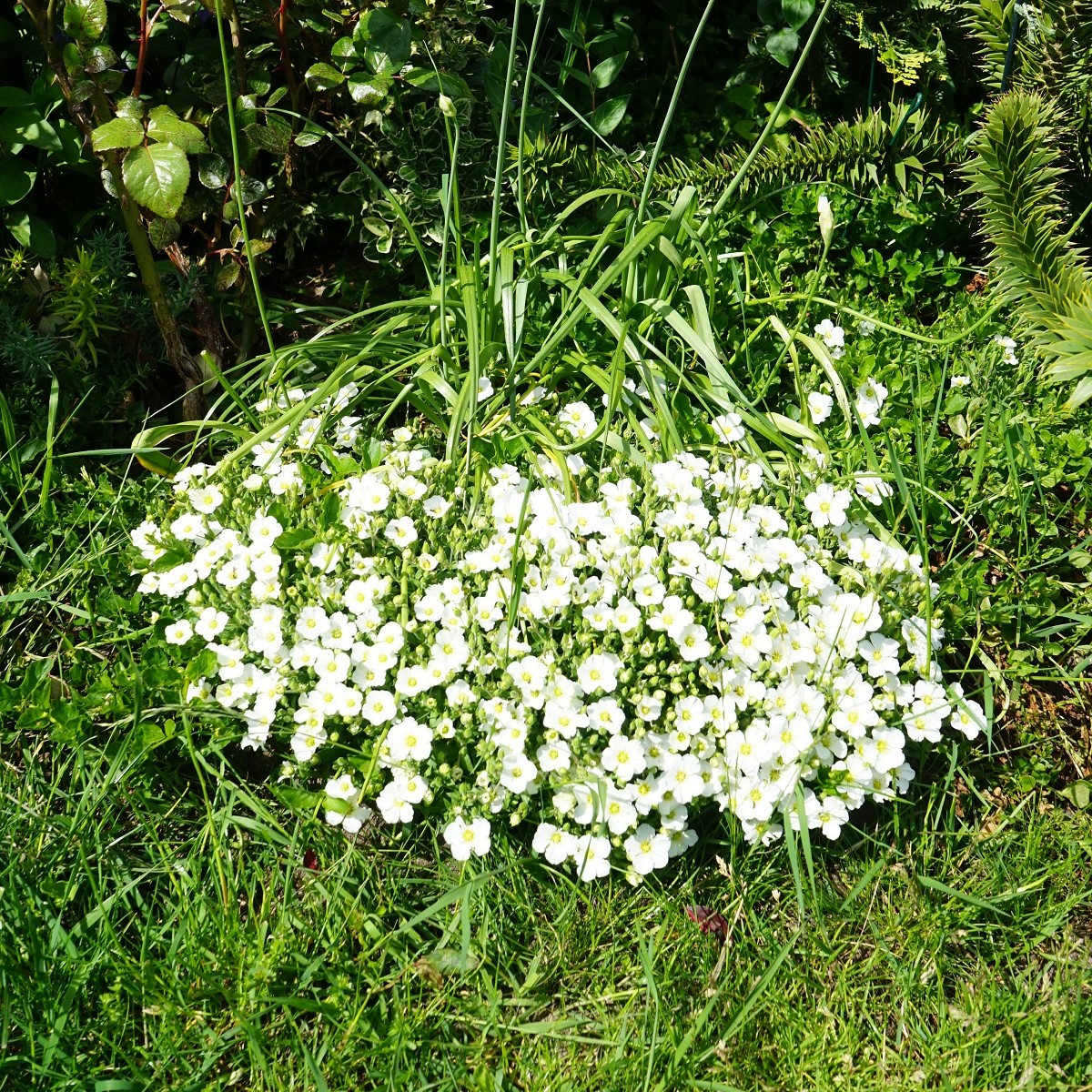 Písečnice horská Blizzard Compact - Arenaria montana - semena - 20 ks