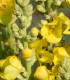 Divizna velkokvětá - Verbascum densiflorum - semena - 300 ks