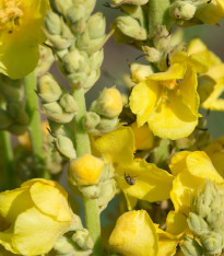 Divizna velkokvětá - Verbascum densiflorum - semena - 300 ks