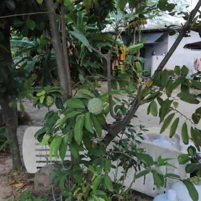 Láhevník - Anona šupinatá - Annona squamosa - semena - 5 ks