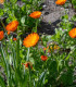Měsíček lékařský - Calendula officinalis - semena - 65 ks