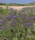 Brutnák modrý - Borago officinalis - semena - 20 ks