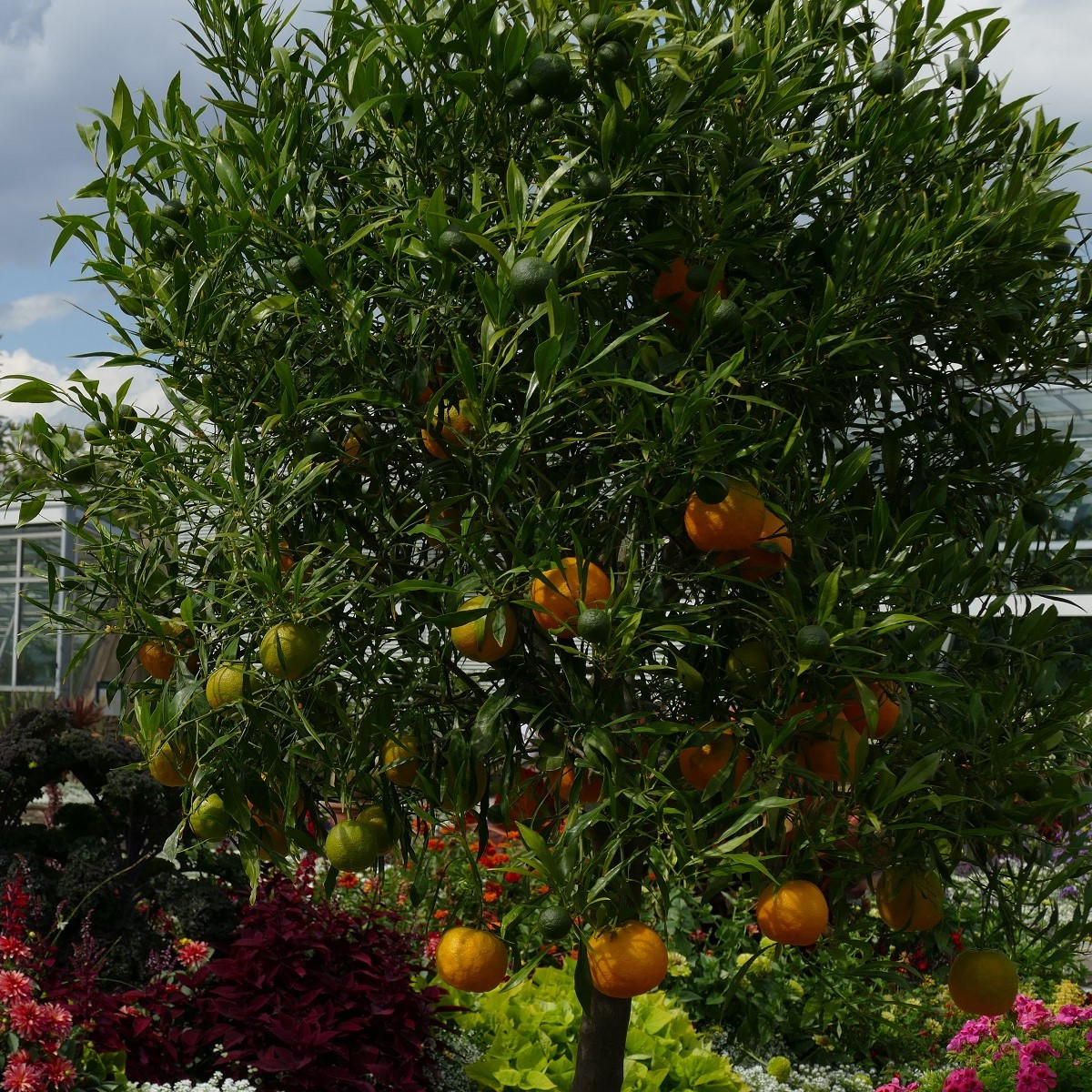 Citronečník trojlistý - Citrus trifoliata - semena - 4 ks