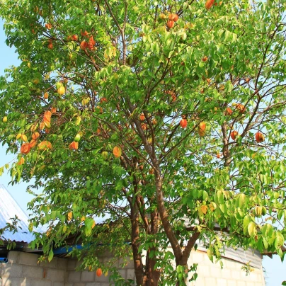 Čínská hvězdice - Averrhoa carambola - semena - 5 ks