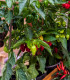 Chilli Bhut Jolokia - Capsicum chinense - semena - 5 ks
