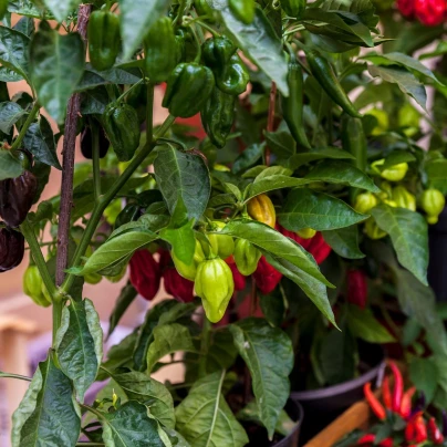 Chilli Bhut Jolokia - Capsicum chinense - semena - 5 ks
