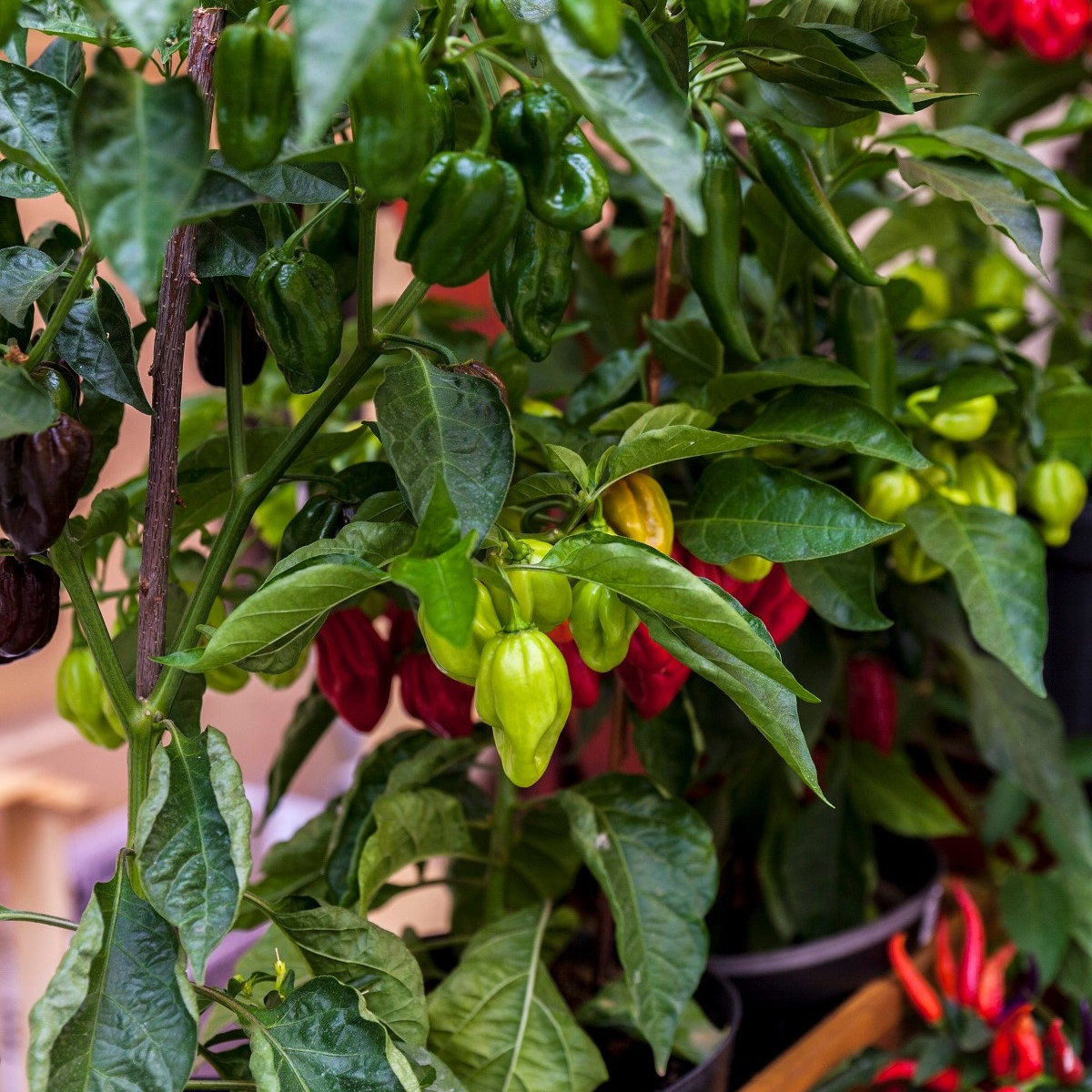 Chilli Bhut Jolokia - Capsicum chinense - semena - 5 ks