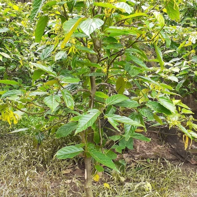 Kananga vonná - Cananga odorata - semena - 8 ks