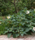 Durman obecný - Datura Stramonium - semena - 5 ks