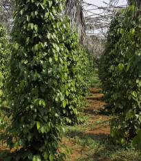 Pepř černý - Piper nigrum - semena - 5 ks