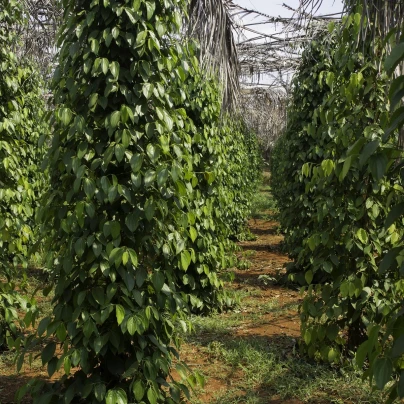 Pepř černý - Piper nigrum - semena - 5 ks