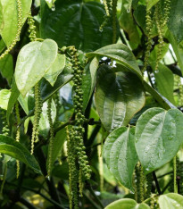 Pepř černý - Piper nigrum - semena - 5 ks