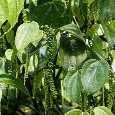 Pepř černý - Piper nigrum - semena - 5 ks