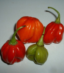 Chilli Trinidad - Capsicum chinense - semena - 6 ks