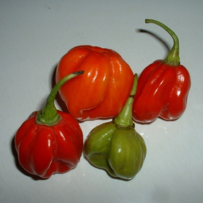 Chilli - Trinidad - semena Chilli - 6 ks - Capsicum chinense