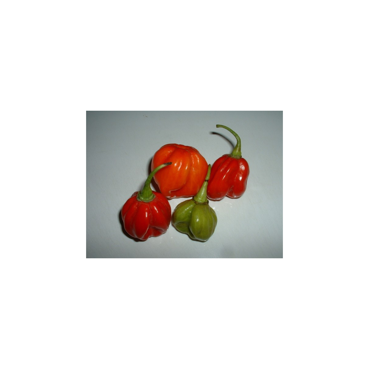Chilli - Trinidad - semena Chilli - 6 ks - Capsicum chinense