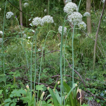 Česnek okrasný černý - Allium nigrum - cibuloviny - 2 ks