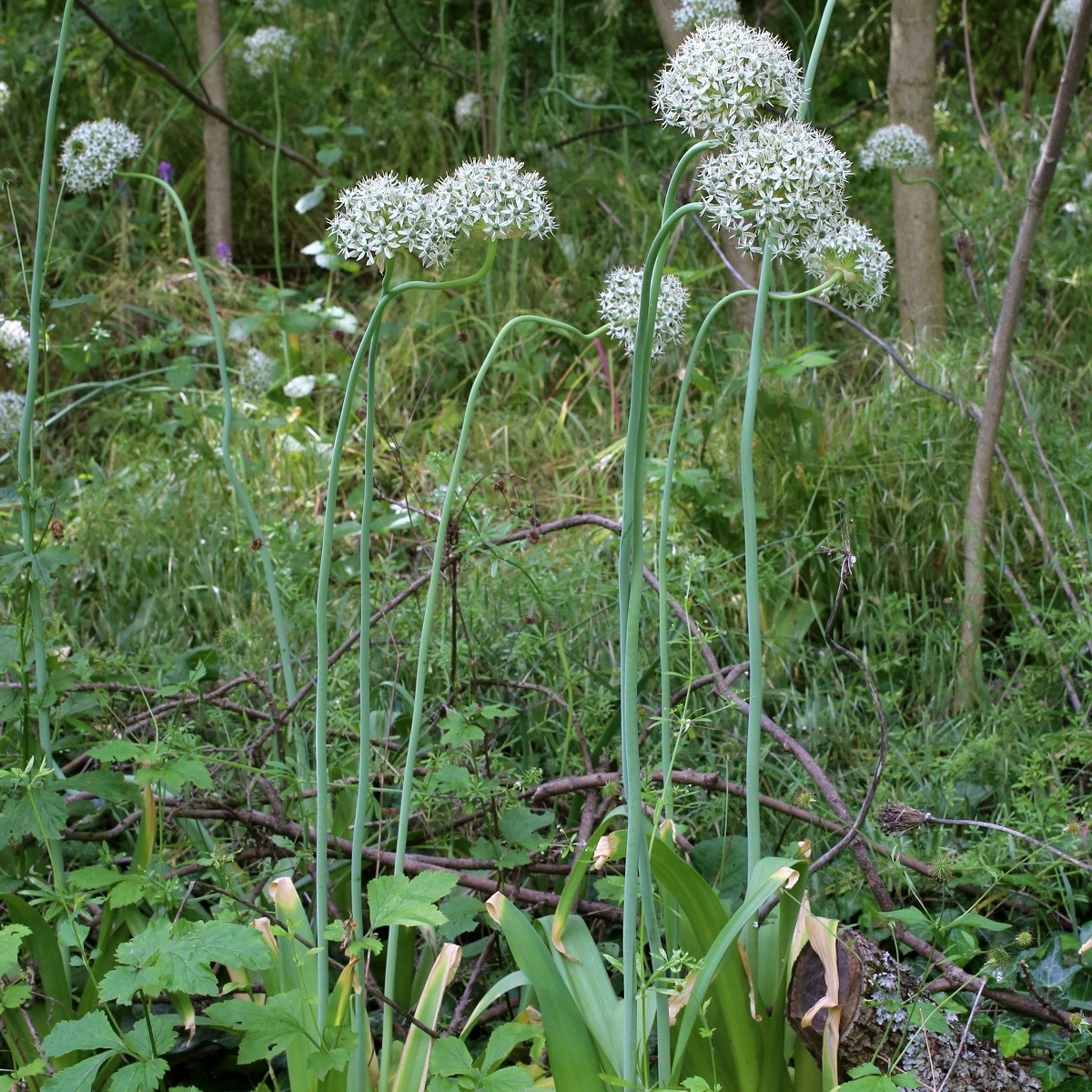 Česnek okrasný černý - Allium nigrum - cibuloviny - 2 ks