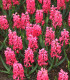Hyacint Jan Bos - Hyacinthus - cibuloviny - 1 ks