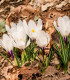 Krokus Jeanne d Arc - Crocus Vernus - cibuloviny - 3 ks