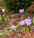 Krokus Pickwick - Crocus - cibuloviny - 3 ks