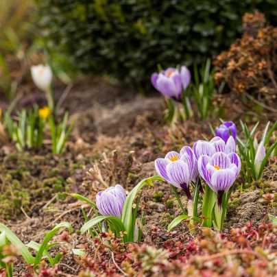 Krokus Pickwick - Crocus - cibuloviny - 3 ks