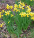 Narcis February gold - Narcissus - cibuloviny - 3 ks