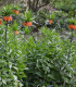 Řebčík královský Aurora - Fritillaria imperialis - cibuloviny - 1 ks