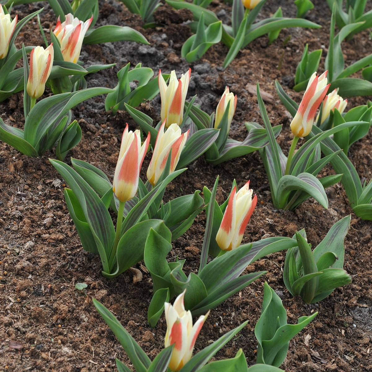 Tulipán Johann Strauss - Tulipa - cibuloviny - 3 ks