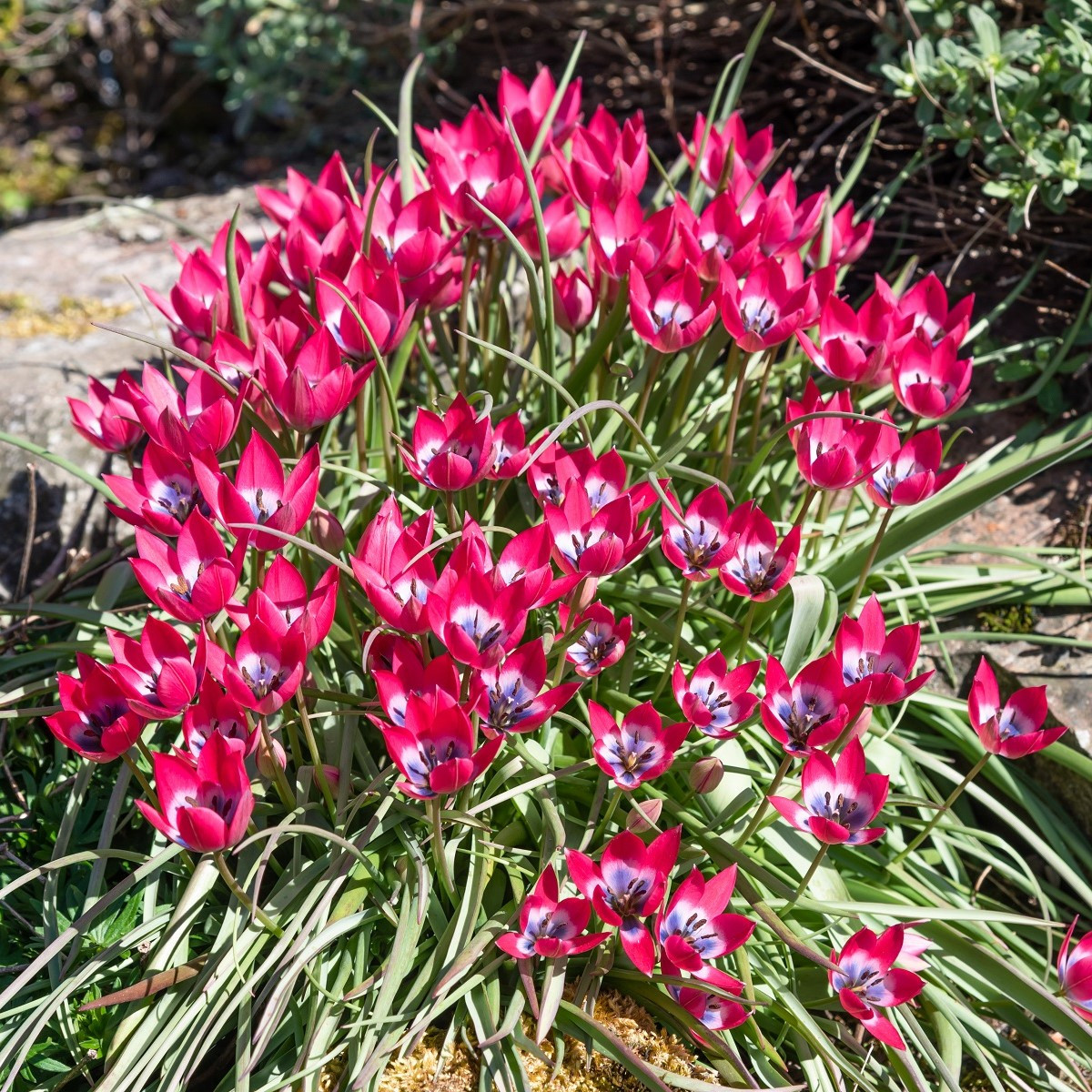 Tulipán Little Beauty – Tulipa – cibulky tulipánu