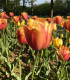 Tulipán Lambada - Tulipa - cibuloviny - 3 ks