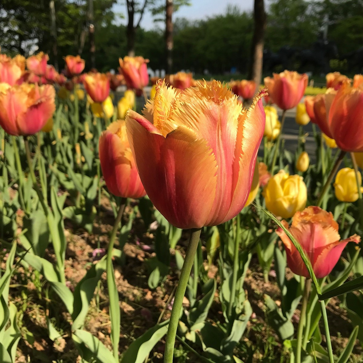 Tulipán Lambada - Tulipa - cibuloviny - 3 ks