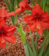 Hvězdník Red Lion - Hippeastrum - cibuloviny - 1 ks