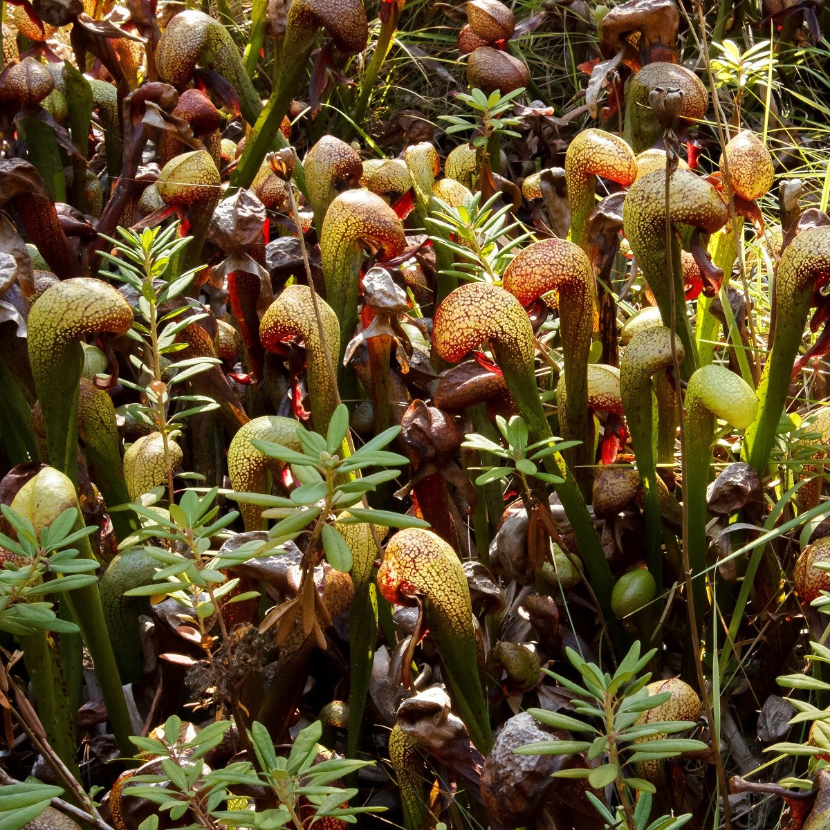 Darlingtonie kalifornská - Darlingtonia california - semena - 12 ks