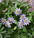 Mučenka modrá - Passiflora caerulea - semena - 5 ks