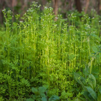 Kerblík setý - Anthriscus cerefolium - semena - 250 ks