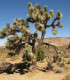 Joshua tree - Juka krátkolistá - Yucca brevifolia - semena - 6 ks